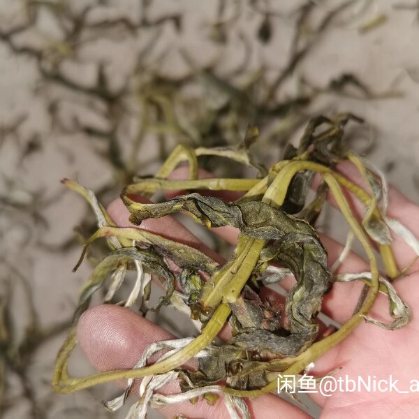 老树茶云南普洱绿茶散装生普农家茶一手茶现货批发高性价比口粮茶