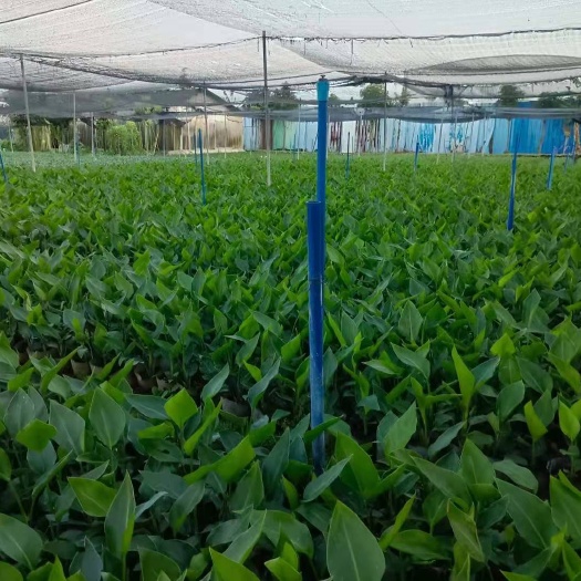 佛山白花天堂鸟 鹤望兰 小盆栽大盆栽都合适
可接电商货源