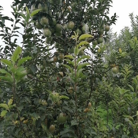 中秋王苹果 河北省邯郸市丛台区 膜袋 片红 