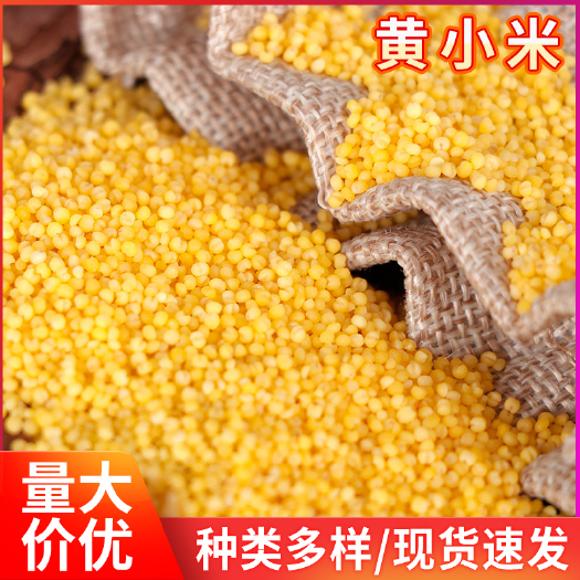 临沂 2.5公斤袋装农家黄小米 粗粮五谷杂粮新米黄小米 食用黄小米