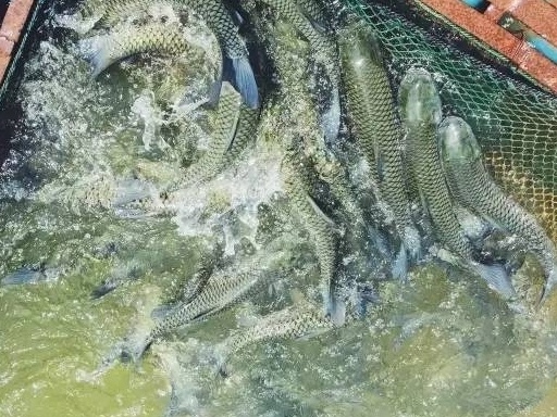 石柱草鱼 吊水草，无腥味，肉质鲜美，急冻也不影响，鲜味提升80%