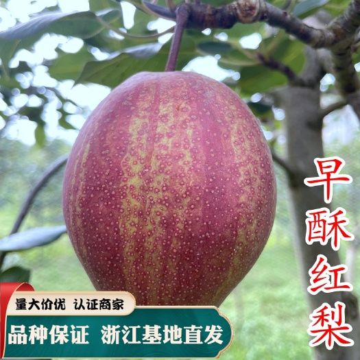 早酥红梨苗 彩虹梨树苗 正品嫁接苗 现挖现发