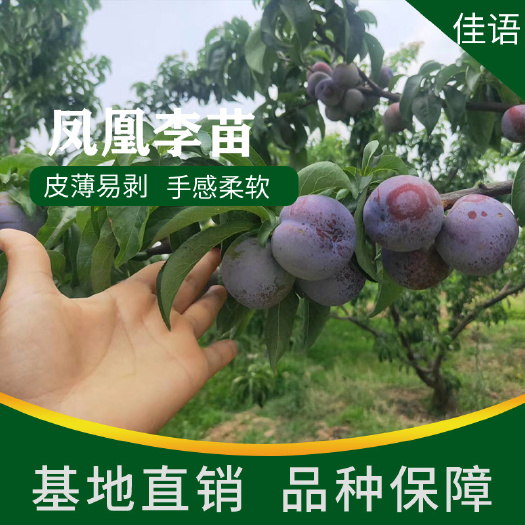 简阳市五月脆李苗 又名凤凰李苗南北方均可种植