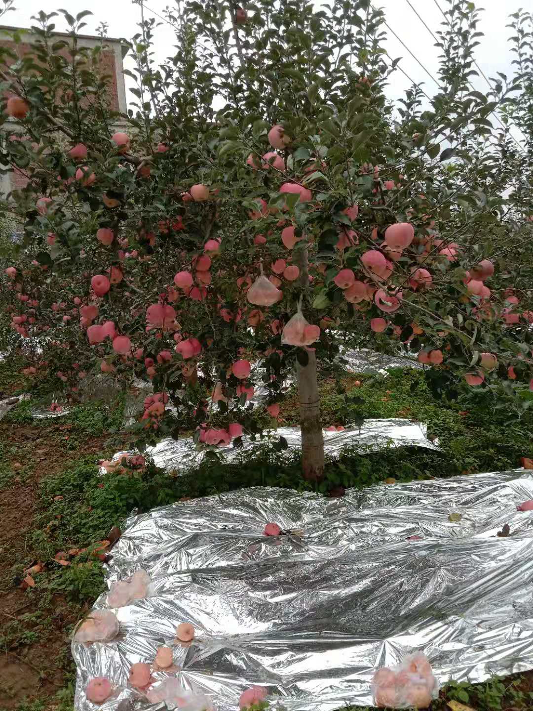 红富士苹果  昭通丑苹果