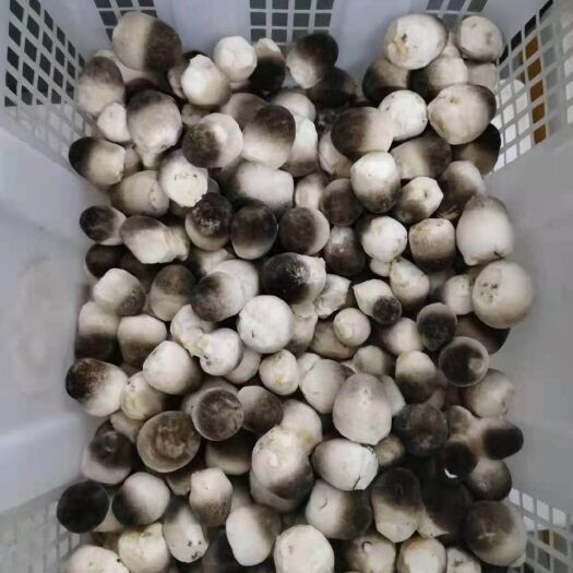 赣州新鲜草菇批发