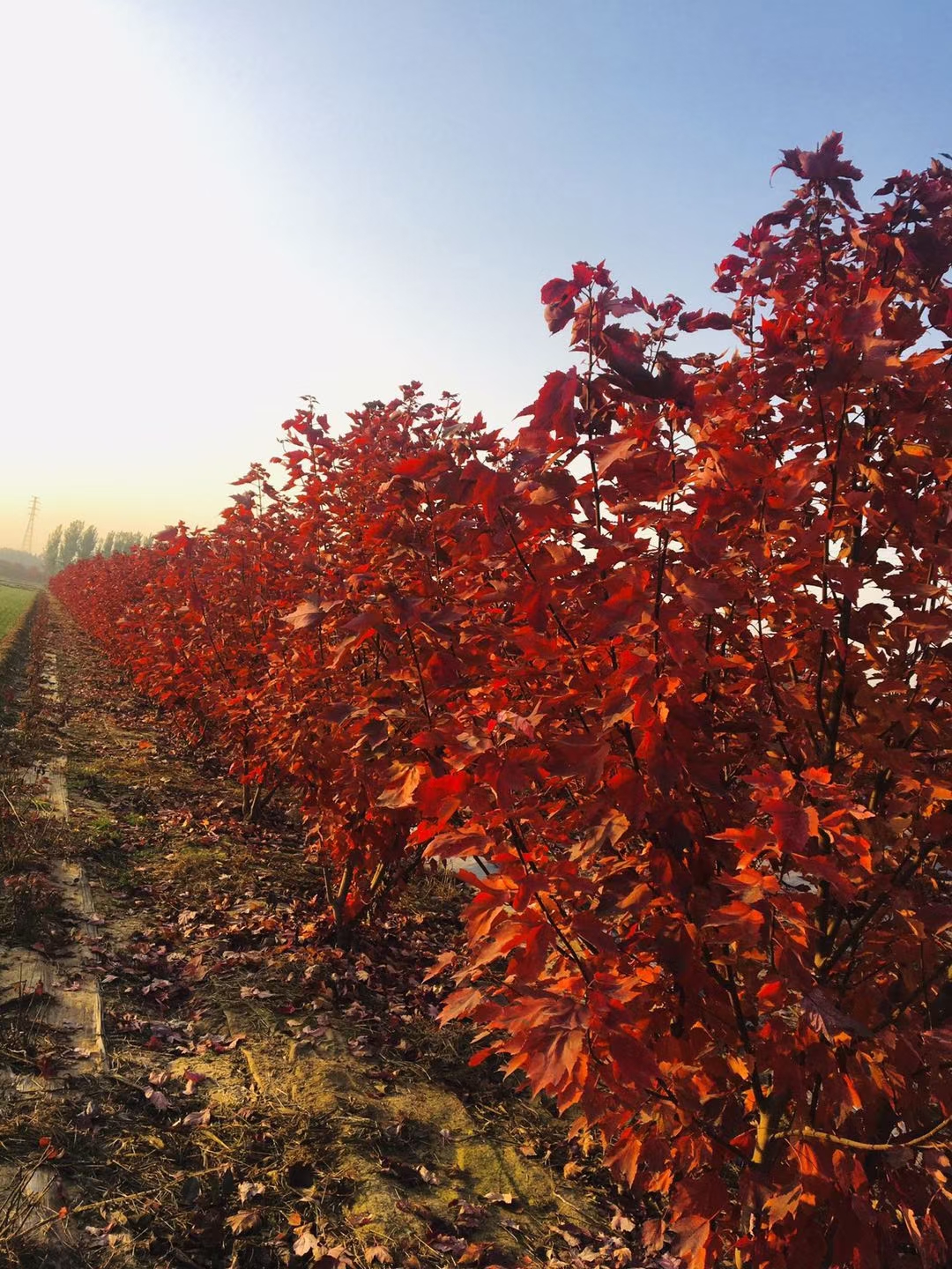 泰安基地出售丛生美国红枫 高度3米4米5米6米7米丛生红点红枫
