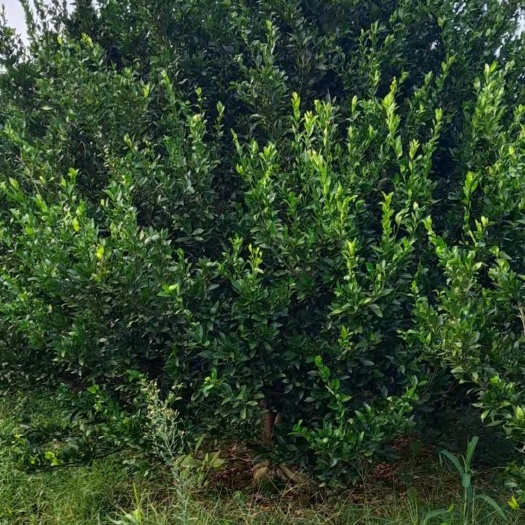 全州县南丰蜜桔苗  橘子树，小叶香泡，长期供应！需要的敬请联系，