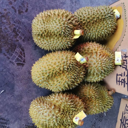 会理市 泰国榴莲 金枕 巴掌