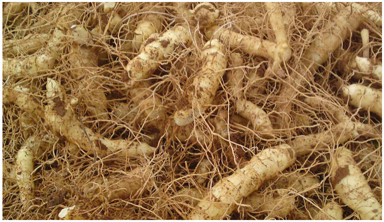 慈利县湘玉竹 大量新鲜玉竹出货！自有基地，10-20亩左右。