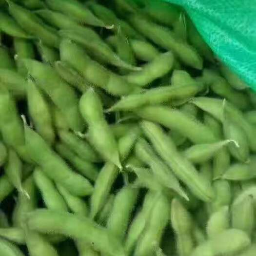 郯城县翠绿宝毛豆-基地直供，货源充足价格-保证质量
