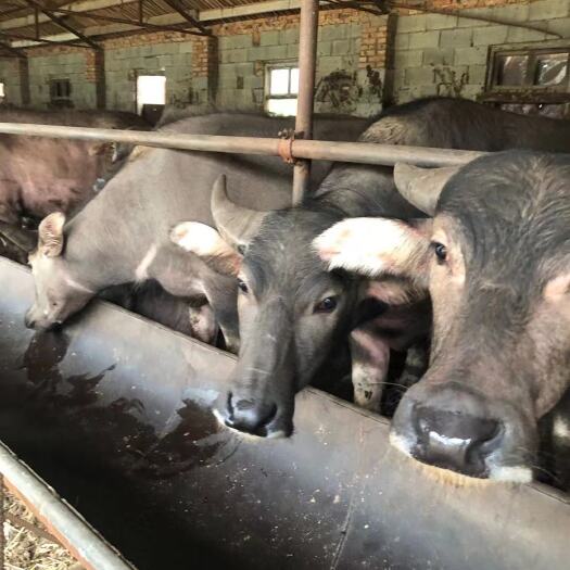 沭阳县黄牛  出售西门塔尔夏洛莱广西大水牛