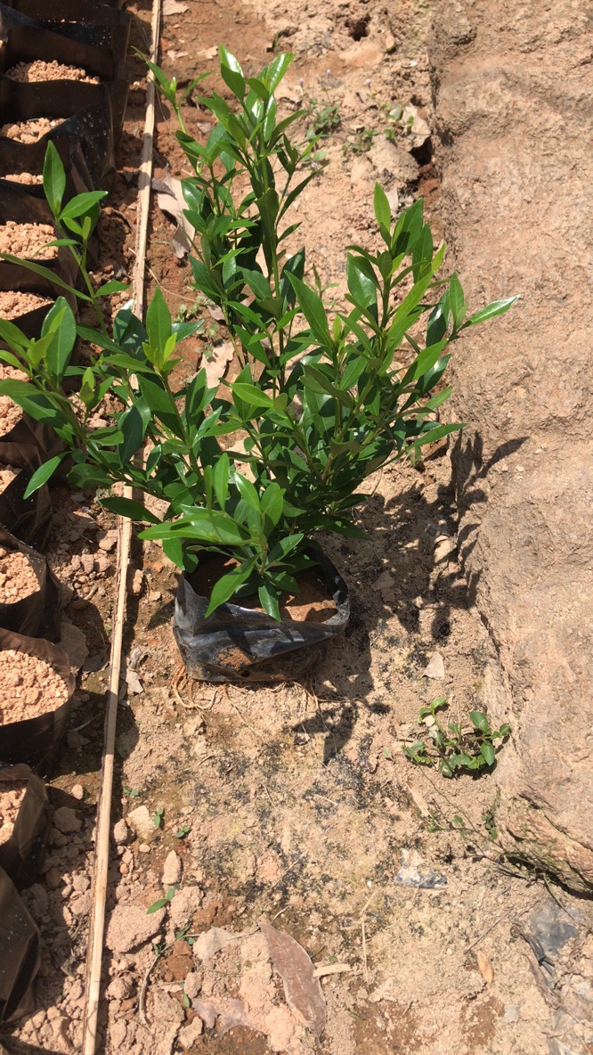 小叶栀子，栀子花