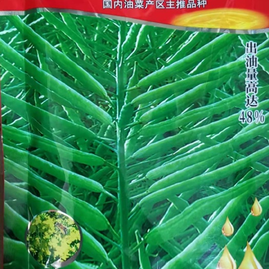 油菜籽种子 油菜种子