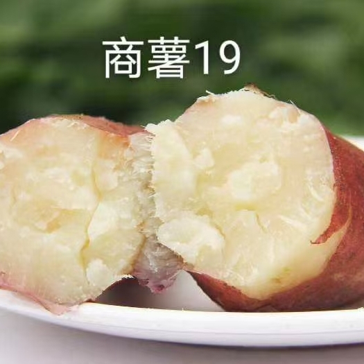 西瓜红  临漳县惠万民蔬菜贸易公司供应红薯合作共赢