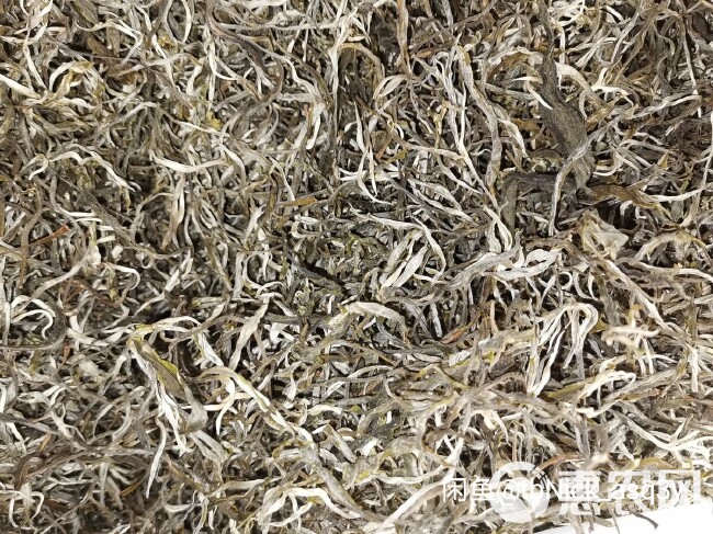 老树茶云南普洱绿茶散装生普农家茶一手茶现货批发高性价比口粮茶