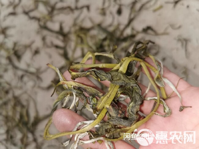 老树茶云南普洱绿茶散装生普农家茶一手茶现货批发高性价比口粮茶