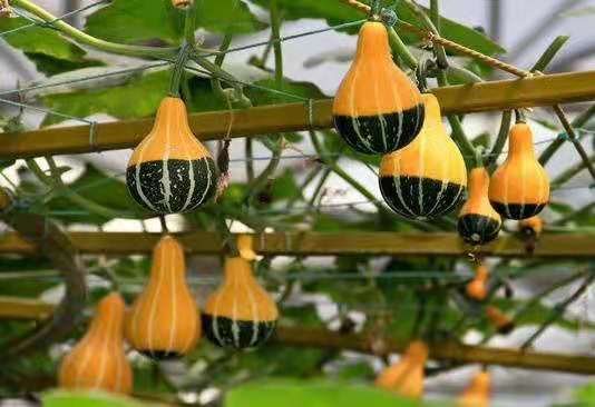 观赏玩具南瓜种子批发，梨南瓜种子