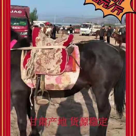 礼县肉马 400-600斤，马驹，都是山坡放养的，不吃饲料要就联
