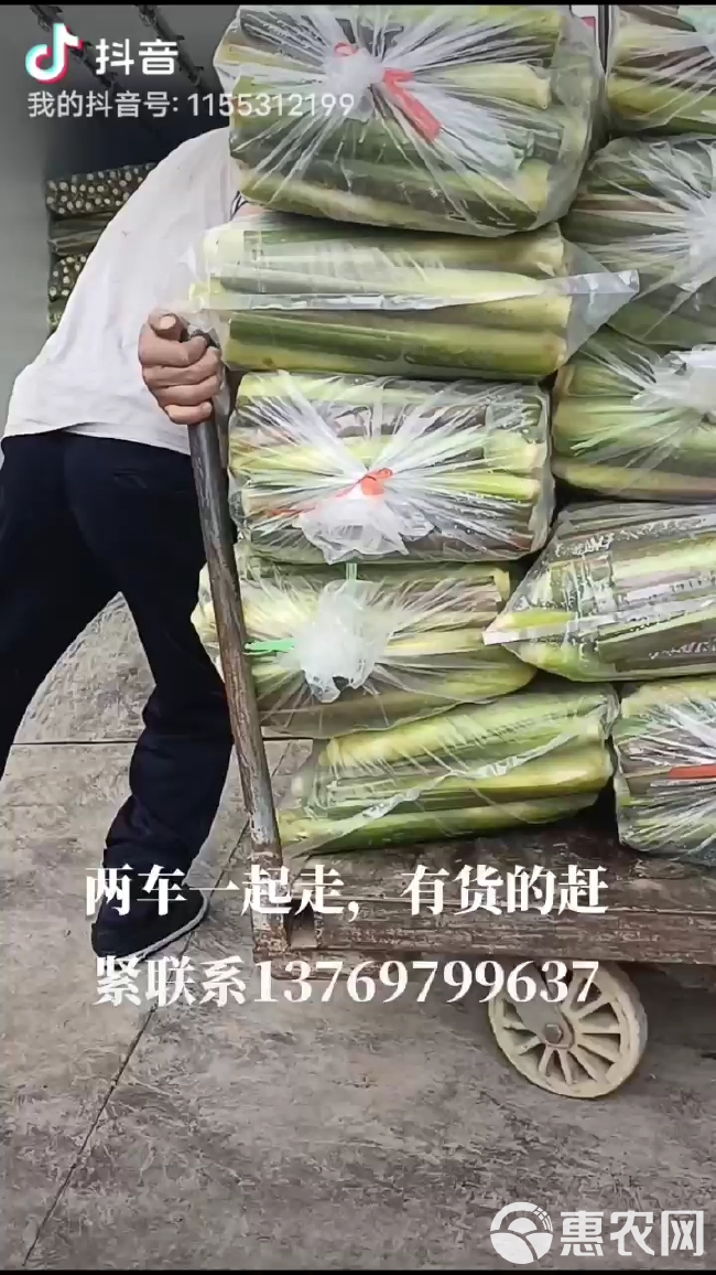 茭白  茭瓜大量供应