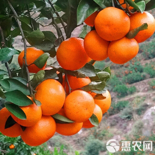攀花果公司专业代卖砂糖橘（沙糖桔），欢迎单位和个人团购！