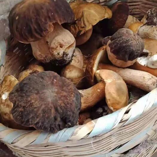祥云县美味牛肝菌干片