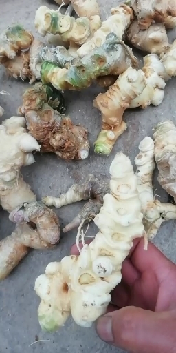 竹节参大茎块于开挖欢迎老板前来选购