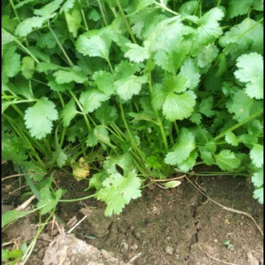 长年大量供应香菜