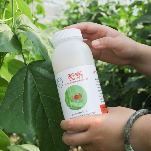 北京生物防治虫 智利小植绥螨 捕食螨 叶螨 红蜘蛛 果蔬 园艺 生物防控 大