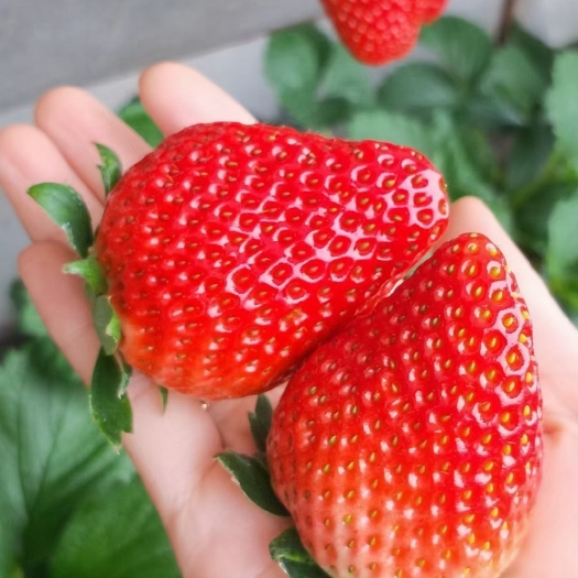 泰安宁玉草莓苗，矮壮草莓苗，草莓苗基地直销，保证品种，价格合理