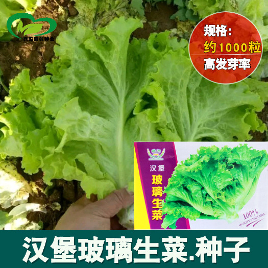 沧县汉堡玻璃生菜种子 农田菜园可盆栽散叶柔嫩生菜蔬菜籽批发