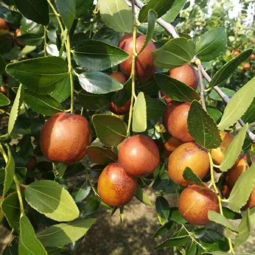 山东富硒大梨枣，产地直供，大量供应，品质保证