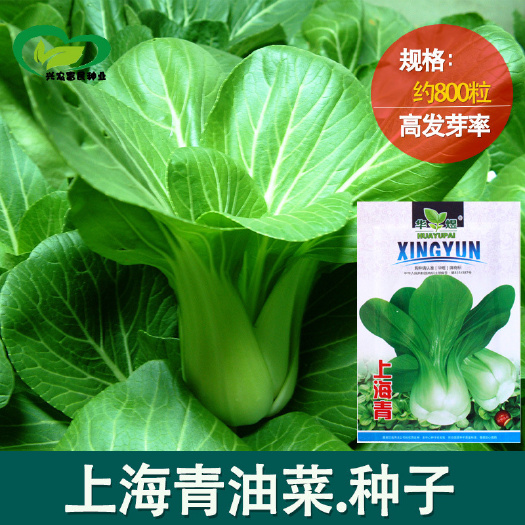 河间市上海青种子 农田菜园可盆栽基部大叶片肥厚柔嫩青菜叶菜蔬菜籽