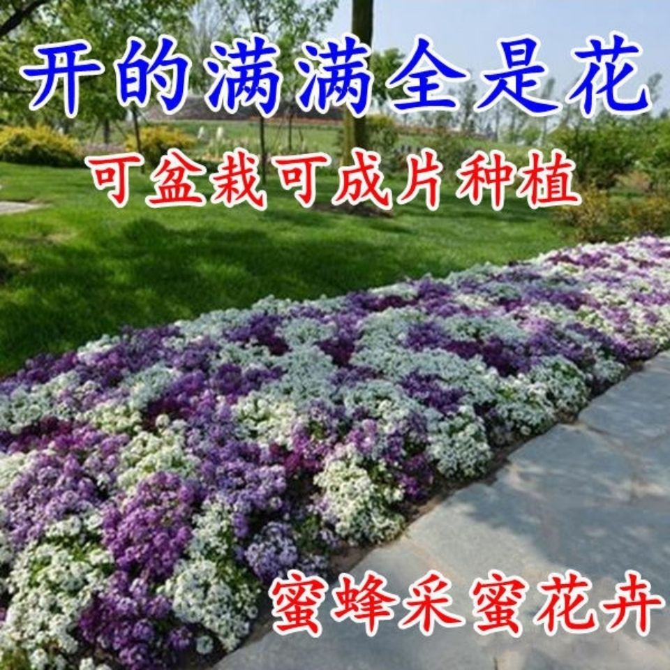沭阳县香雪球种子四季播种开花耐寒室内外阳台盆栽冬季易活花卉种子包邮
