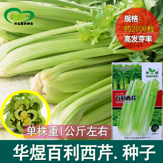 河间市百利西芹种子 农田菜园基地叶柄宽厚实心纤维少芹菜蔬菜籽