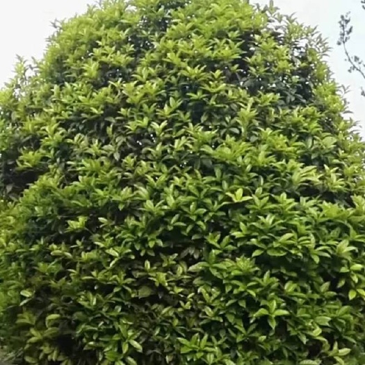 桂林八月桂 桂花树