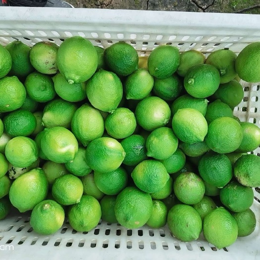 尤力克柠檬 安岳青柠檬，酒吧，咖啡馆，奶茶店，榨汁皆宜！物美
