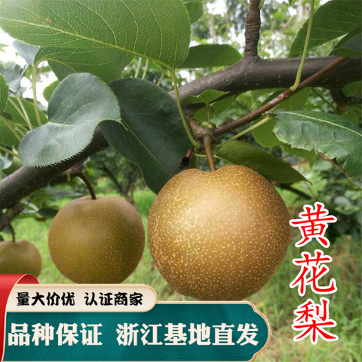 嵊州市黄金梨苗  黄花梨 梨苗 嫁接梨苗 南方梨苗 风味浓甜