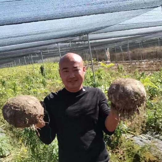 勐海县株芽黄魔芋种子，叶面果种和地下球种大量现货