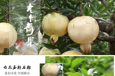 怀远县白石榴白玉石籽，玉石籽，红玛瑙，大量上市，欲速从购，量大从优
