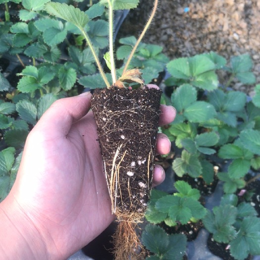 泰安草莓穴盘苗 脱毒草莓苗，红颜  章姬  粉玉  隋株穴盘苗