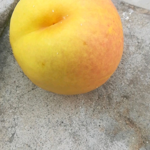 魏县锦绣黄桃 河北省邯郸市魏县
