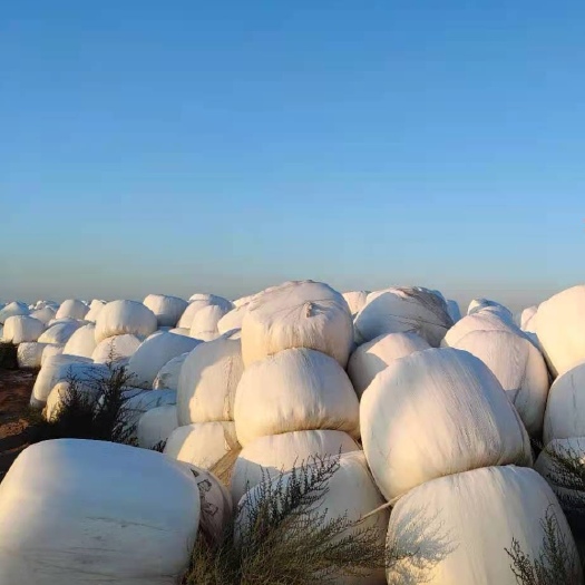青储草  高蛋白菌草 饲草料 草料包
单独包装 每包400-450公斤