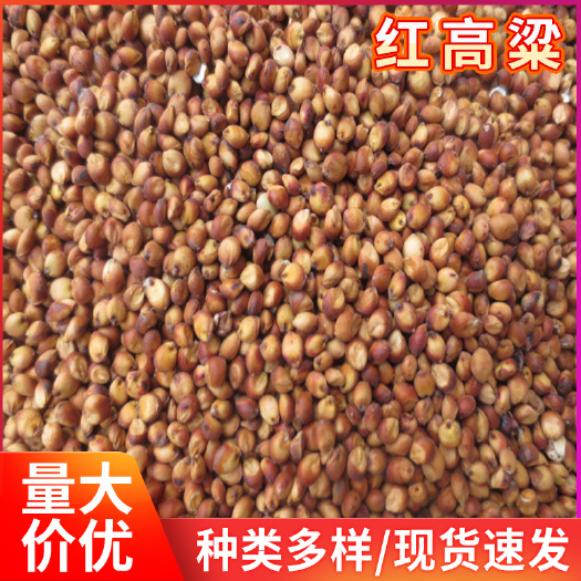 临沂新货红高粱信鸽饲料 东北酿酒酿醋红高粱食品 酿酒原料袋装高梁