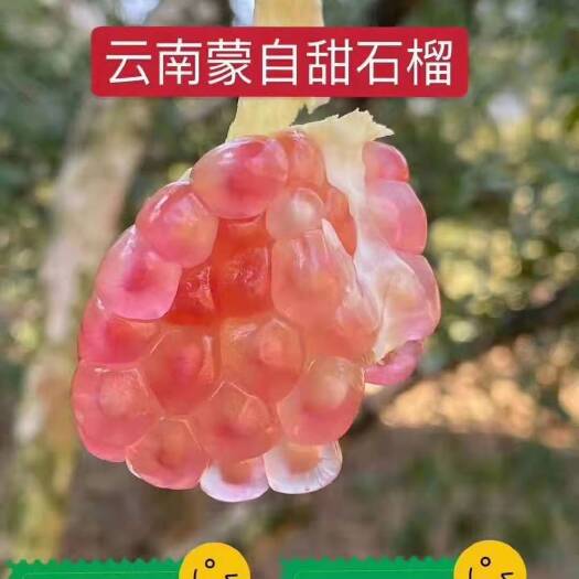 蒙自市云南蒙自石榴  不同规格可选 一件包邮