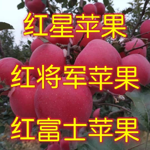 沂水县苹果 山东红星苹果产地直销个头大 颜色全红 优质货源大量供应