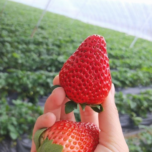 泰安妙香7号草莓苗  妙香七号草莓苗，优质草莓苗，一级矮壮草莓苗，基地直销