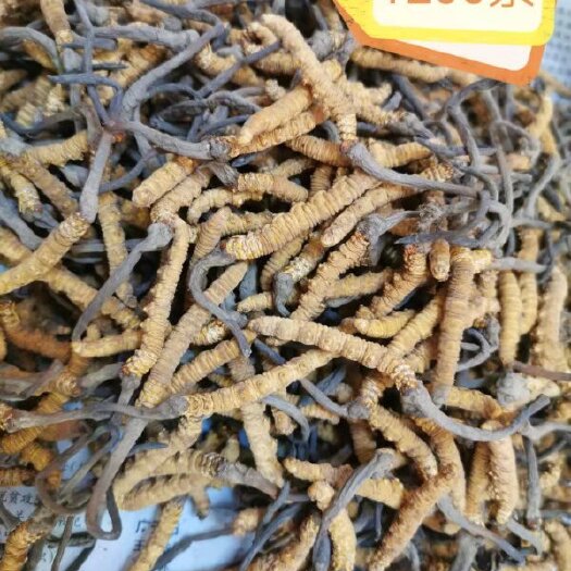 马尔康市冬虫夏草  干虫草