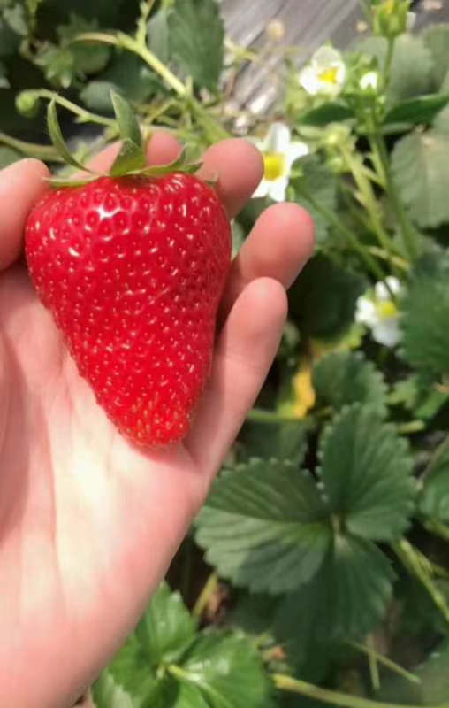 泰安甜查理草莓苗，根系发达的草莓苗，一级草莓苗，打冷保湿邮寄