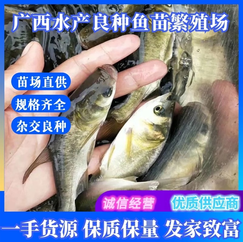 南宁苗场直供头批新苗草鱼苗，大头花鲢，鲤鱼，叉尾鱼苗