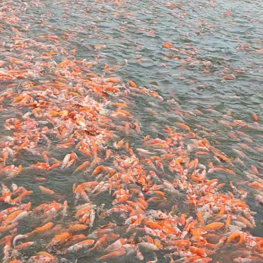 红白锦鲤 锦鲤红白